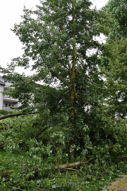 Baum umgestuerzt Koeln Vingst Waldstr P23.JPG - Miklos Laubert